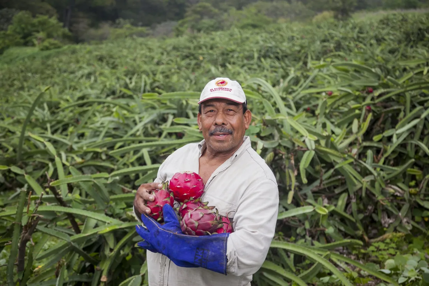 A Nicaraguan smallholder farmer holding freshly harvested organic pitahaya