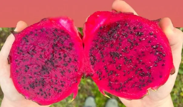Organic Dragon fruit pitahaya puree.png