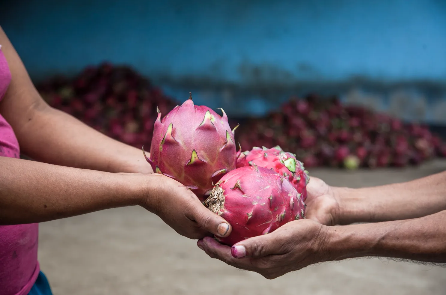 Fresh organic pitahaya held in farmers' hands