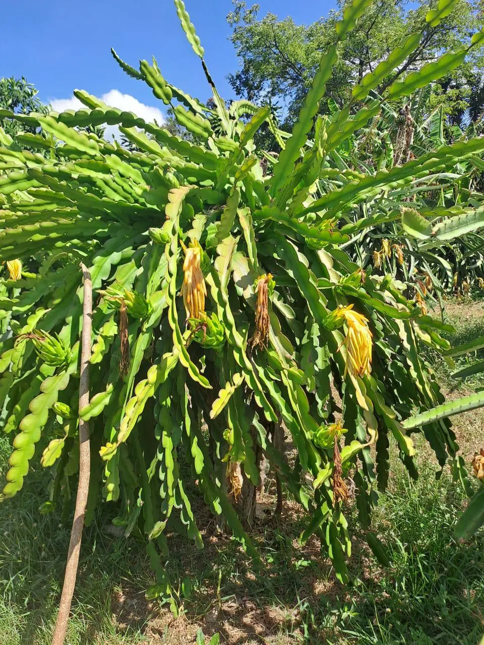 Organic Dragon Fruit Puree, IQF, Powder and Dried Product Journey