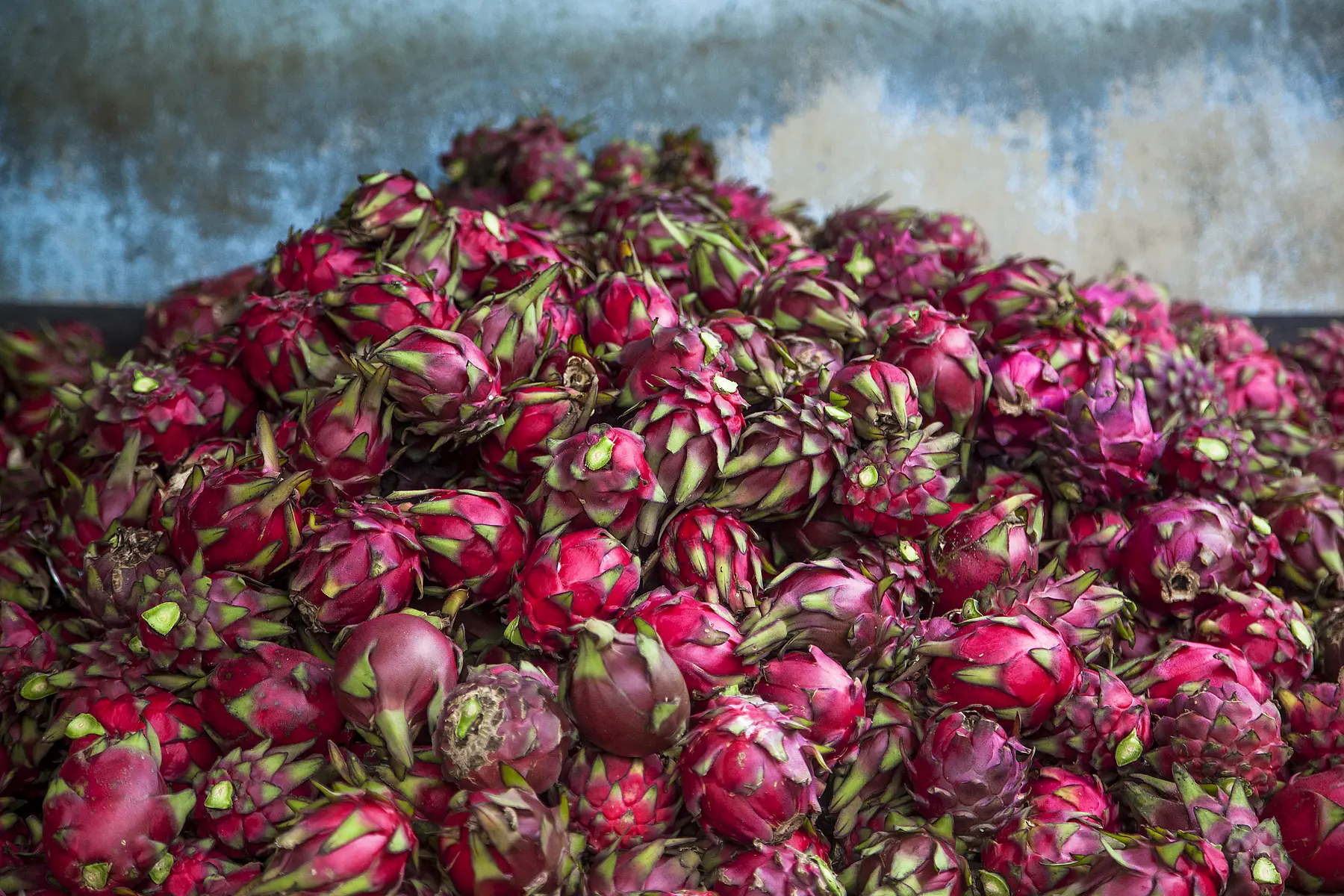 Fresh organic Nicaraguan dragon fruit ready for processing