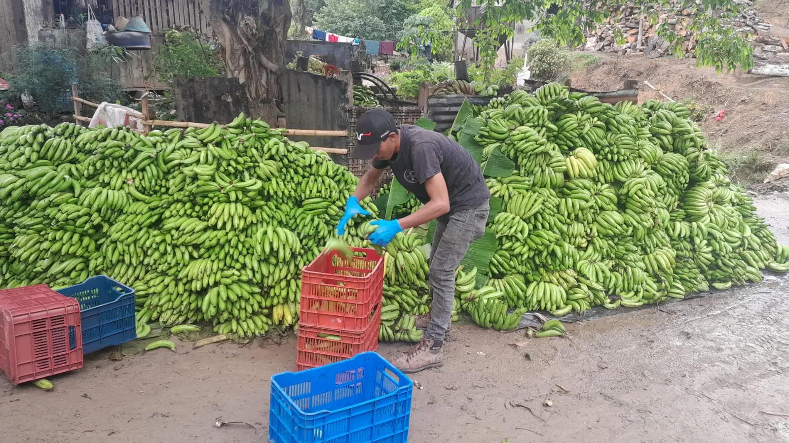 Fresh green bananas arriving at a Sol Organica collection point in Nicaragua