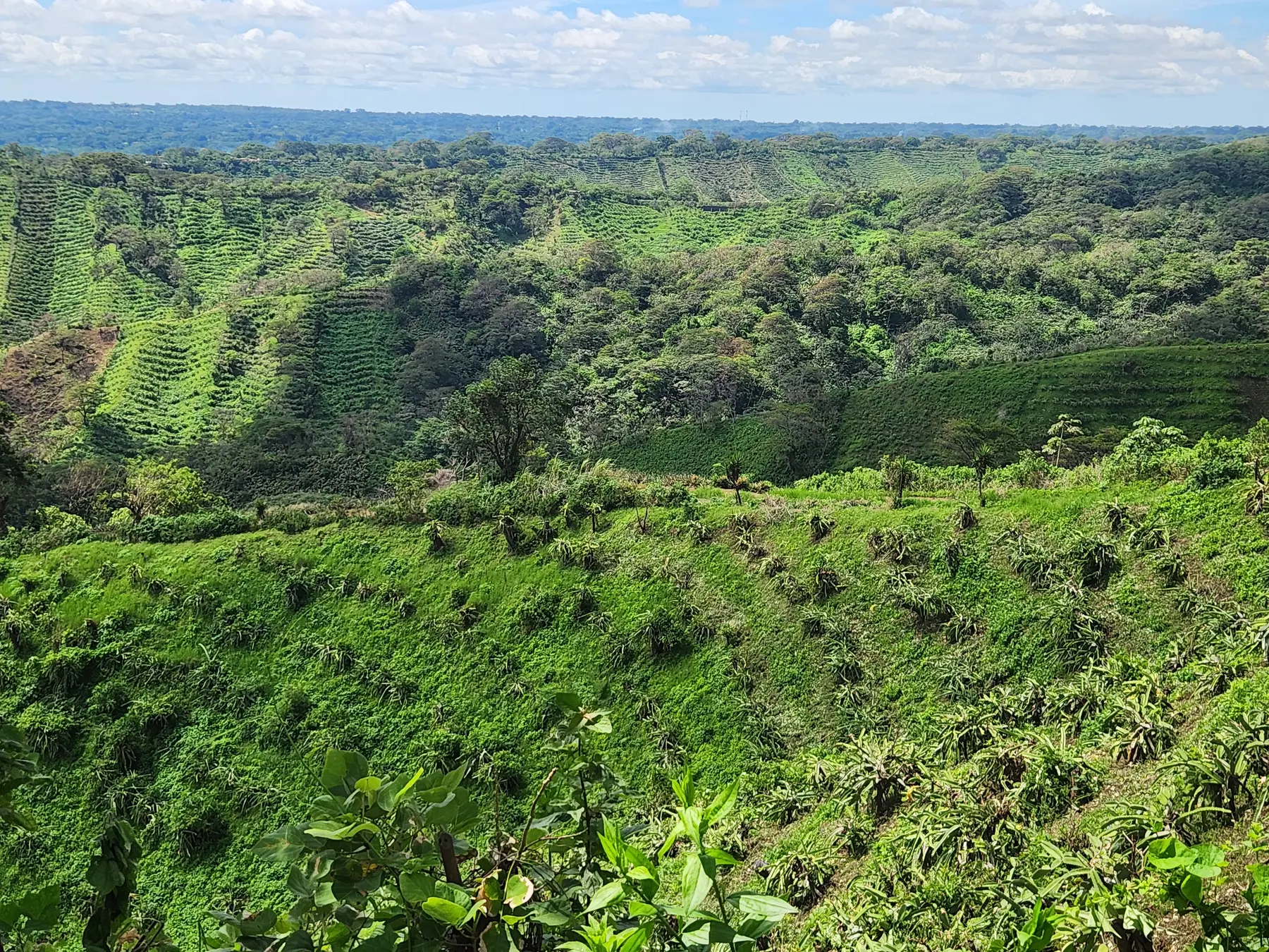 Regenerative tropical agriculture landscape in Nicaragua